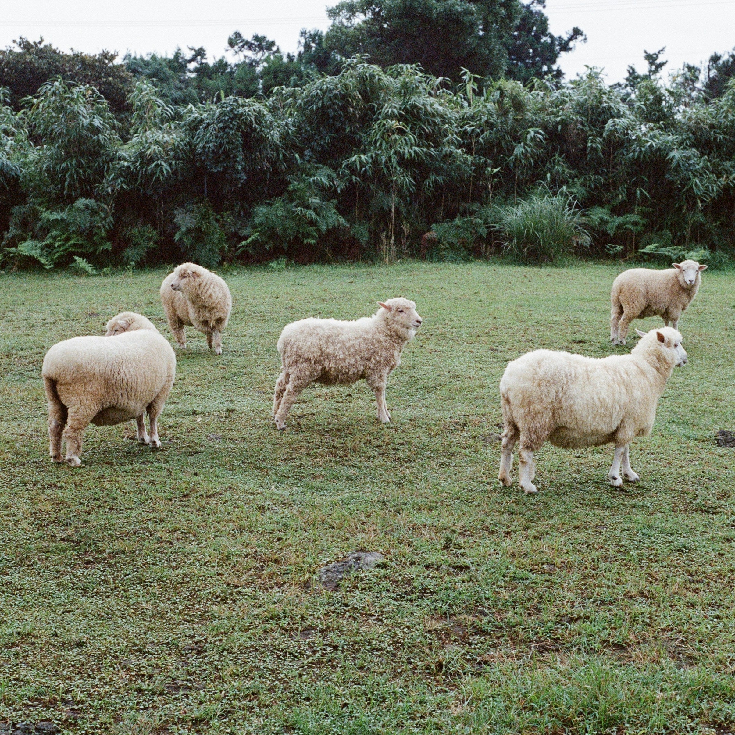 So findest du die perfekte Wollsocke: Ein Guide für warme & trockene Füße