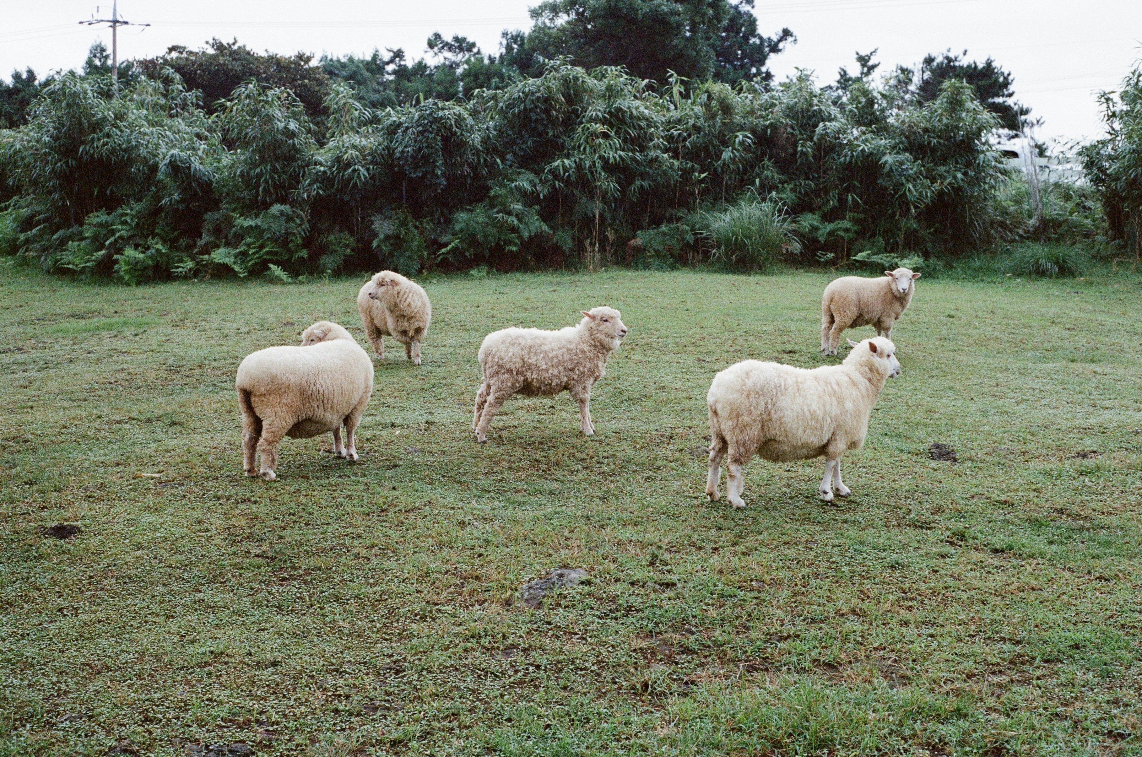 So findest du die perfekte Wollsocke: Ein Guide für warme & trockene Füße