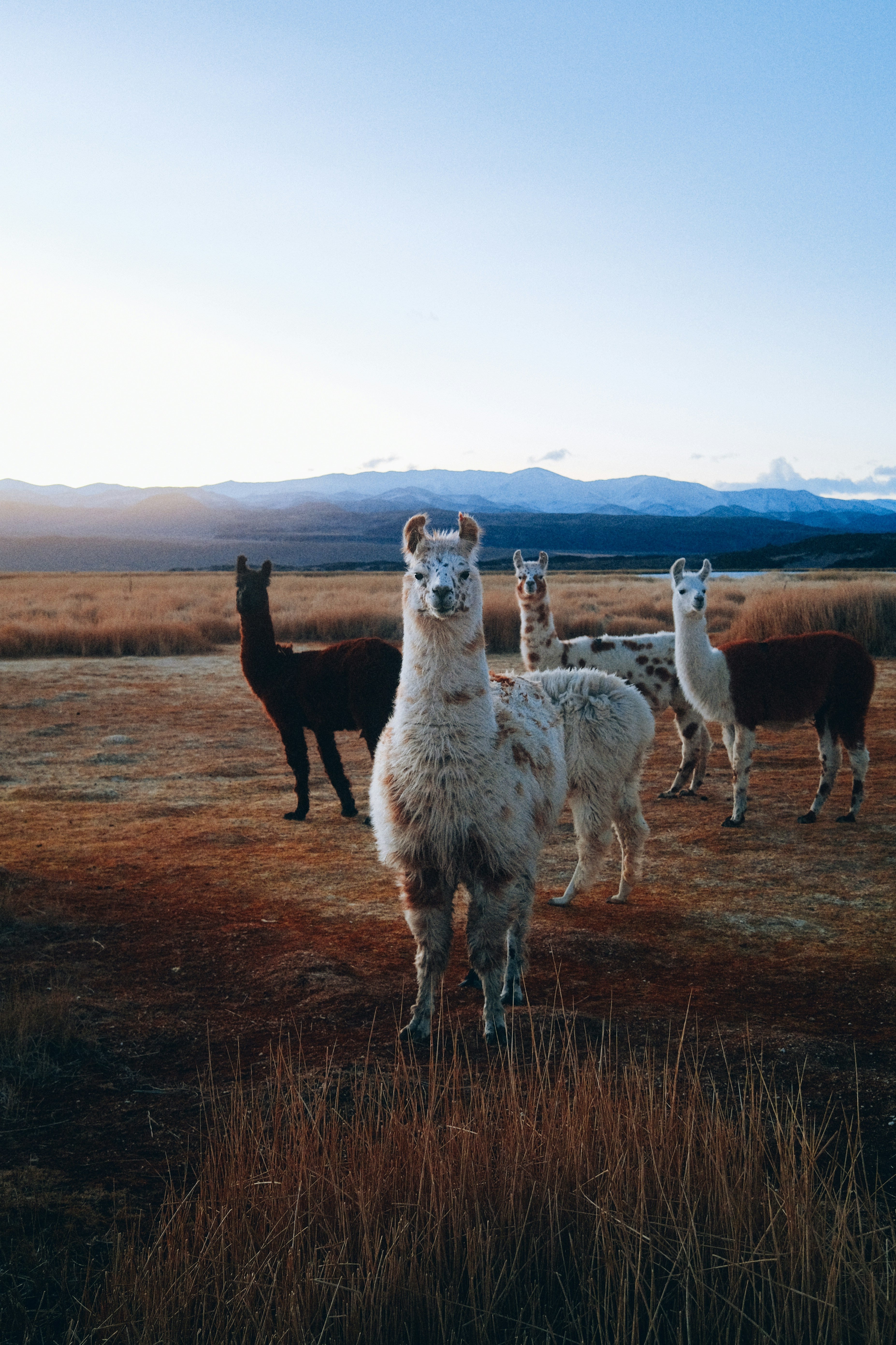 Alpakawolle vs. Merinowolle – welche ist besser für deine Socken?